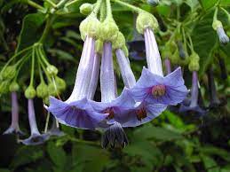 Iochromas are in the same family as brugmansias and are often called mini angel. Iochroma Grandiflora Blue Angel S Trumpet