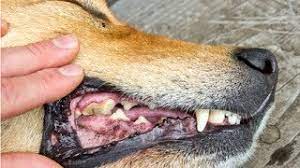 5 Ways To Clean Your Dog S Teeth That He Won T Hate Plus The Disease 85 Of Dogs Have Youtube