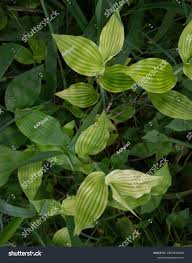 Image result for Arthraxon