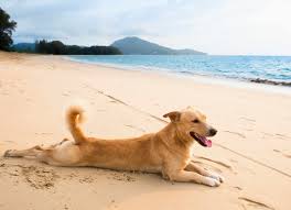Our cats may purr when we pet and tickle them, but it's a much more complicated form of communication than we've assumed. Heat Stroke In Dogs Tractive Blog