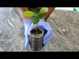 #howto #lemonseed #lemontreegrow a lemon treehow to grow lemon trees from a lemon seeds. How To Grow A Lemon Tree From Seed 2nd Update 4 Months Youtube