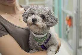 Massachusetts Court Ruling Expands Protections For Animals In Danger Animals Amazing Animal Stories Animal Lover