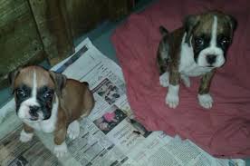 Five males and three females. Akc Boxer Puppies For Sale In Cape Coral Florida Classified Americanlisted Com