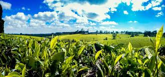 This traditional brick and mortar bank is a community bank that has interests in regional affairs, and most likely has atm locations. World Bank S Covid 19 Assistance To Kenya Benefits Multinational Agribusiness And Agrochemical Firms The Oakland Institute