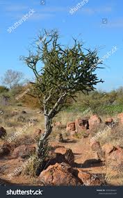 Image result for Boscia foetida