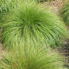 Image result for Sporobolus spicatus
