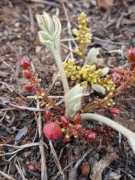 Image result for Lannea edulis