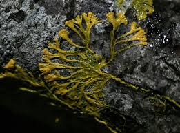 Maybe you would like to learn more about one of these? Blob Curioso Ser Vivo Terrestre Sera Enviado Ao Espaco Exame