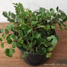 Image result for Pellaea