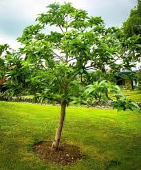 For those who are spatially challenged, let's take an elevator to the fourth and. Avocado Tree Care How To Care For Avocado Trees The Tree Center