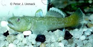 Image result for Dicoma galpinii