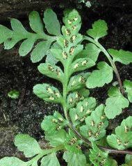 Image result for Asplenium musiraense