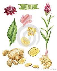 Ginger Hand Painted Watercolor Set Herbs Illustration Plant Illustration Botanical Drawings