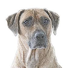 Pet health center of mount vernon. Animal Care Center Home Facebook