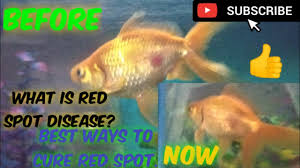 How To Cure Red Spot Disease From Aquarium Fish See The Best Ways To Cure In This Video Youtube