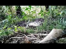 Seperti ini cara pasang racik wak wak model gantung подробнее. Racik Gantung Jerat Aring Burung Wak Wak Youtube