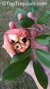 Image result for Blighia