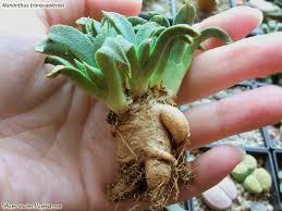 Image result for Nananthus