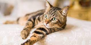 100 Beautiful Brown Cat Names For Your Mocha Colored Kitty
