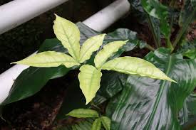 Image result for Crateva eminens