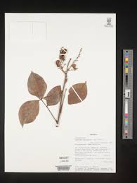 Image result for Agelaea pentagyna