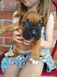 Boxer fawn boxer brindle boxer akc. Crazy About Boxers 386 Pet Breeder In Lake City
