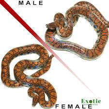 Brazilian Rainbow Boa Care, Appearance, Enclosure & Temperament