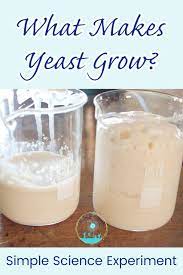 Experiment With Growing Yeast Simple Science To Show Kids That Yeast Is Alive And How It Makes Bread In 2021 Easy Science Experiments Easy Science Science Experiments