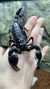 Here is my male Emperor scorpion (Pandinus imperator), Achilles! Did you  know that emperor scorpions are one of the largest species of scorpion in  the world?! Thankfully, they have very mild venom, ...