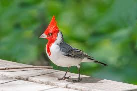 Image result for Cardinal Red 2000 Tiburon