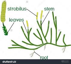 Image result for Lycopodium