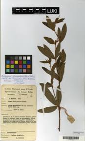 Image result for Eriosema laurentii