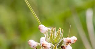 Image result for Brachycorythis pubescens