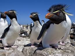 Birds That Look Like Penguins Southern Rockhopper Penguin National Geographic Penguins Rockhopper Penguin Penguin Pictures