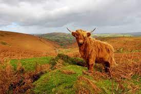 Everything You Want To Know About Fluffy Cows