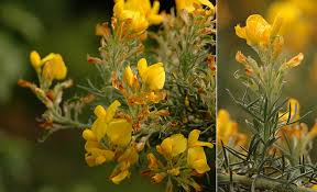 Image result for Adenocarpus