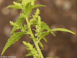 Image result for Dysphania ambrosioides