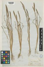 Image result for Wiesneria