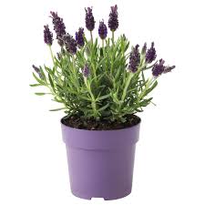 Lavandula Pflanze Lavendel Hier Entdecken Ikea Osterreich Pflanzen Grunpflanzen Pflegeleichte Pflanzen