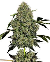 Purple hindu kush x jager marijuana strain infographic. Hanfsamen Kaufen Die Besten Cannabis Samen Sensi Seeds