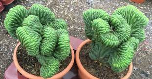 1989 loma prieta earthquake snapped off tips from cactus kate's large stands. Echinopsis Pachanoi F Cristata Crested San Pedro Cactus World Of Succulents
