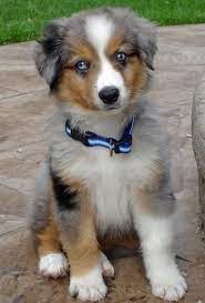 Miniature Australian Shepherd Miniature Australian Shepherd Australian Shepherd Puppies Cute Animals
