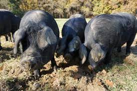 Reconnaissable à sa couleur entièrement noire, ses oreilles basses et ses pâtes courtes et fines, le porc noir gascon compte parmi les six dernières races pures locales françaises. Noir De Bigorre Madiran Et Bistrots J Go La Trilogie Du Gout Gascon Noir De Bigorre Madiran Et Bistrots J Go La Trilogie Du Gout Gascon Terre De Vins