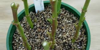 Image result for cuttings of roses