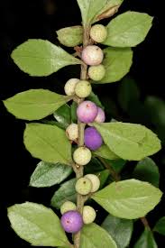 Image result for Myrsine