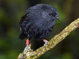 Black robins are closely related to new zealand's other petroica species (tomtit, and north island and south island robins). Black Robin Ebird