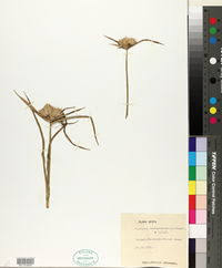 Image result for Cyperus hemisphaericus