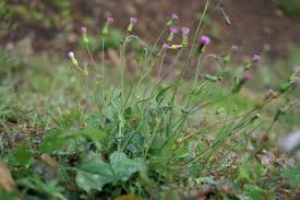 Image result for Emilia violacea