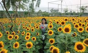 Di antaranya adalah 5 tempat berikut ini. 10 Kebun Bunga Matahari Di Indonesia Bantul Jogja Kediri Tangerang Malang Bandung Jakarta Bogor Magelang Batu Bekasi Serpong Lembang Jejakpiknik Com