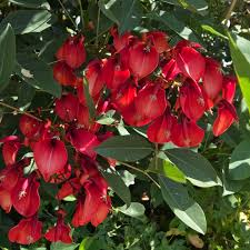 Image result for Erythrina crista-galli